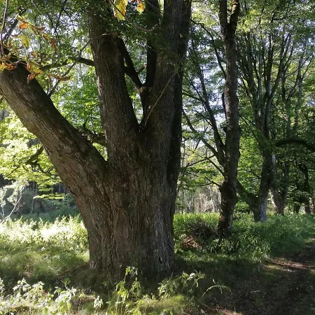 Na Pekárně * Železná Ruda